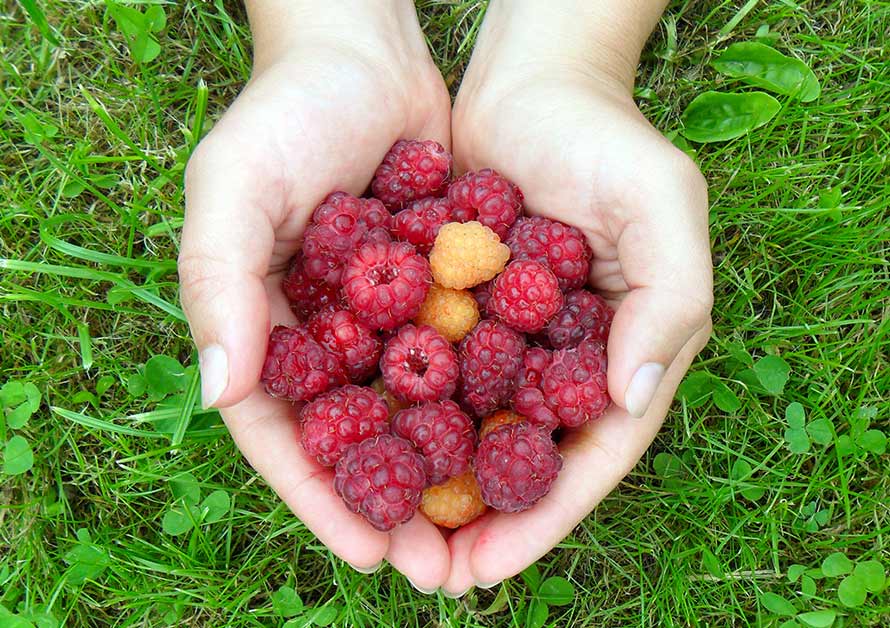 5 Steps to bouncing back from a diet fail